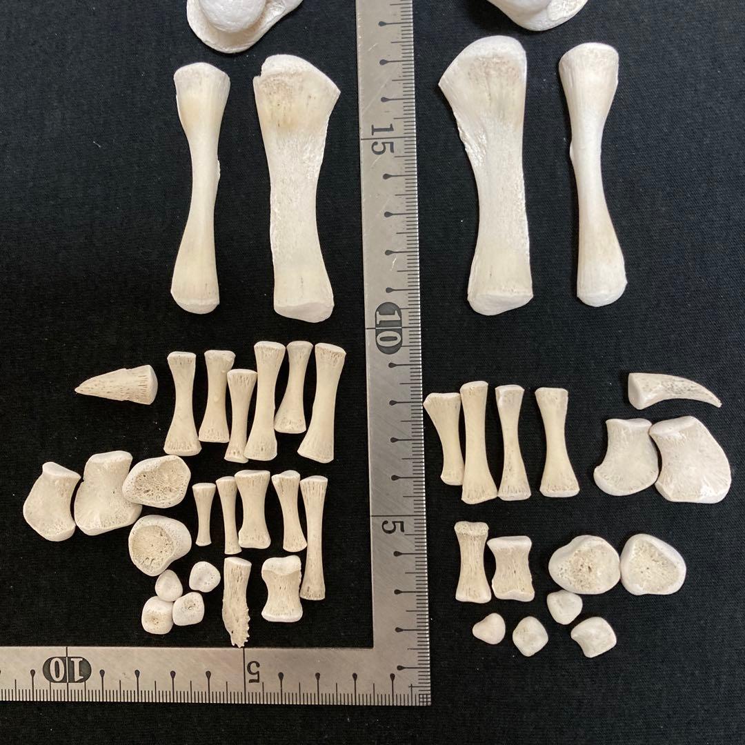 アカウミガメの骨標本　海亀頭骨他