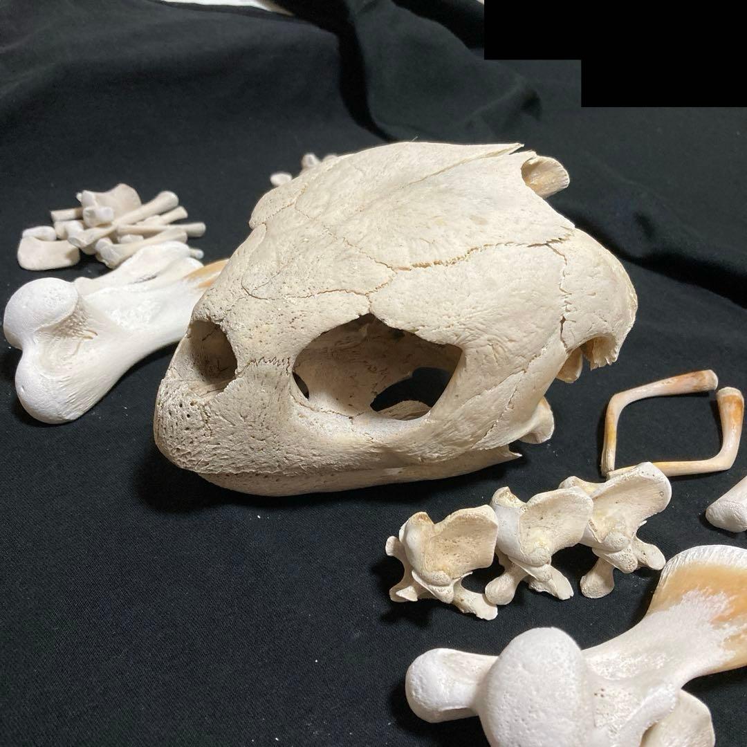 アカウミガメの骨標本　海亀頭骨他