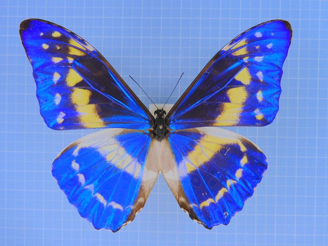 ふるけん＠発送遅れます様 リクエスト 4点 まとめ商品