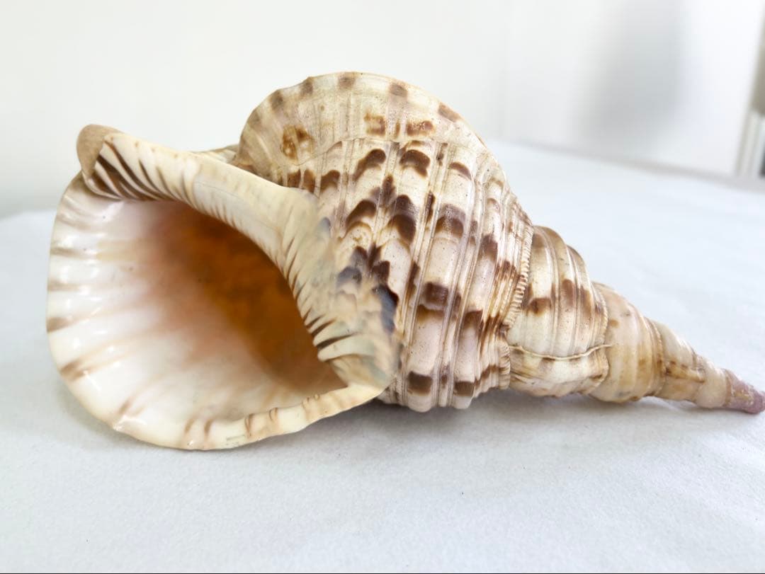 法螺貝 ほら貝 インテリア 素材 魔除け