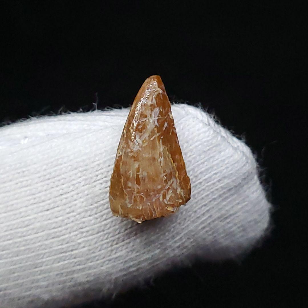 希少 ヴァリラプトル 化石 歯 恐竜 本物 フランス産 12.01mm fr86