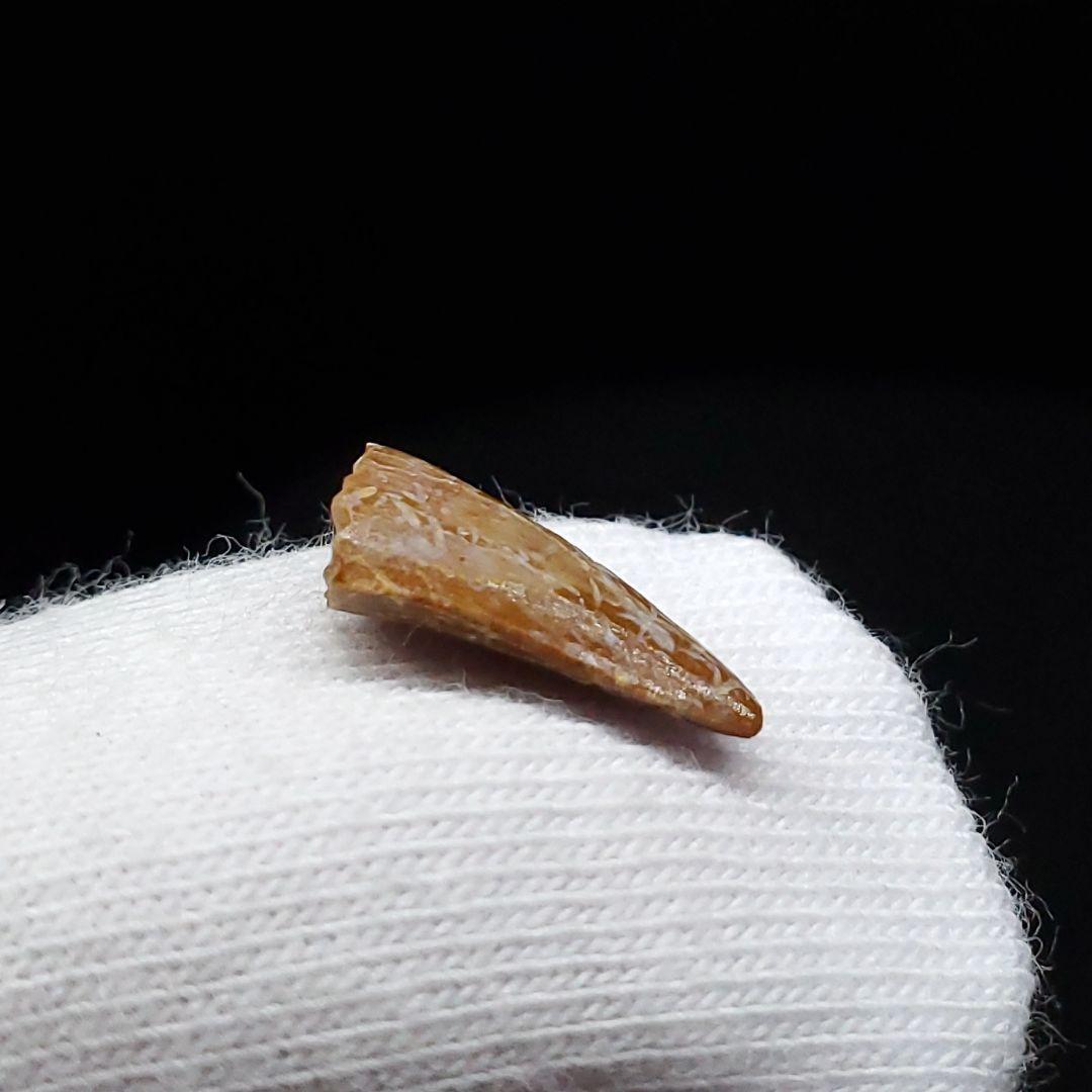 希少 ヴァリラプトル 化石 歯 恐竜 本物 フランス産 12.01mm fr86