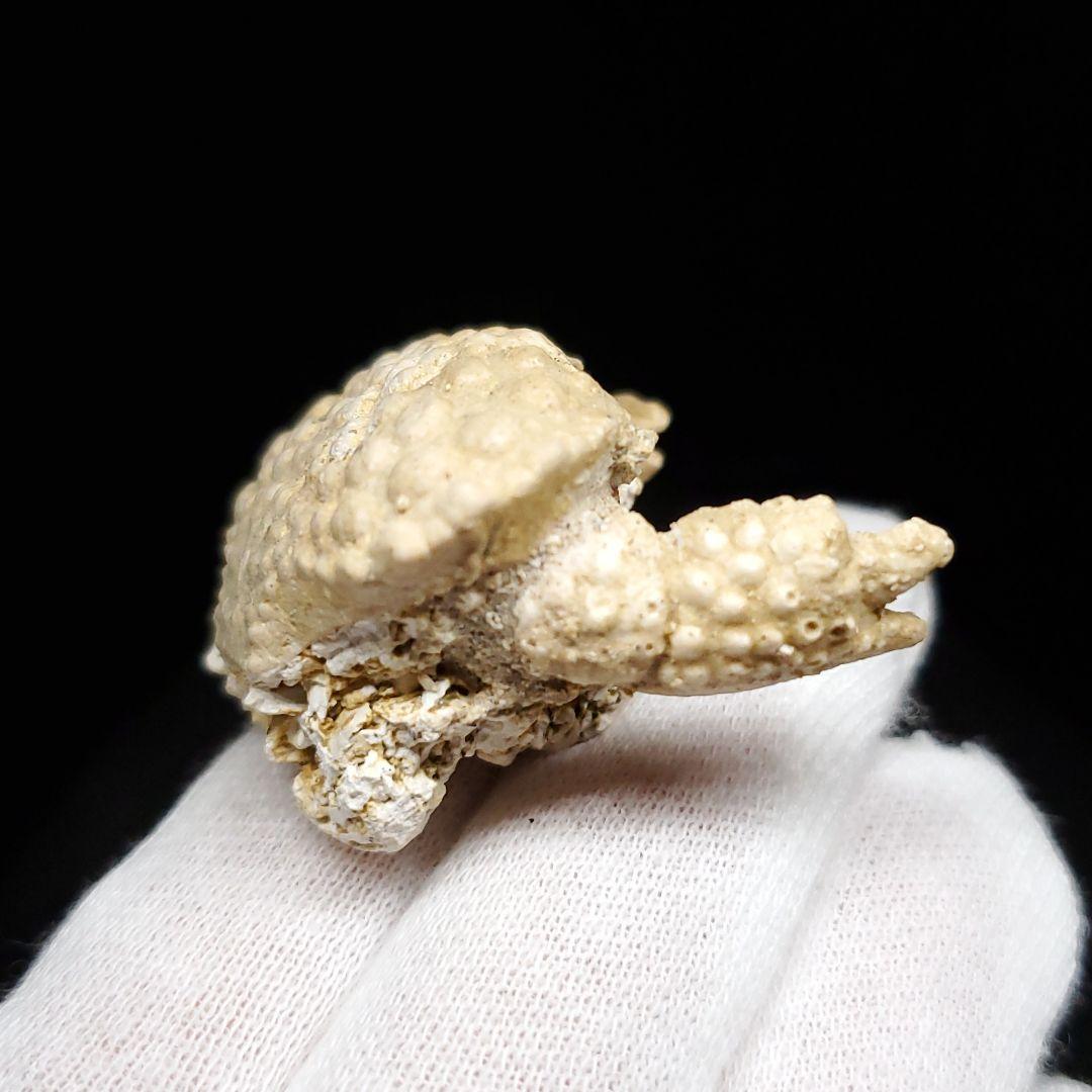 美品 カニ 本物 化石 産 38.77mm  fcr5