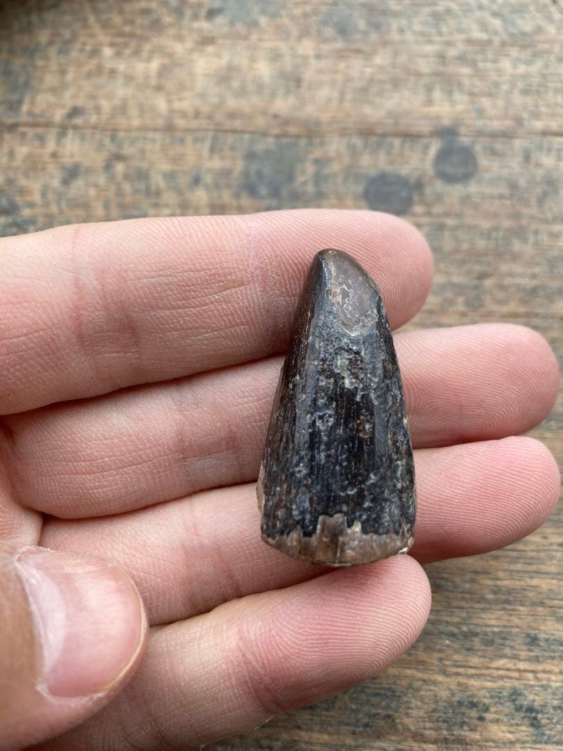 talsint 漆黒のスピノサウルスの歯　化石　恐竜