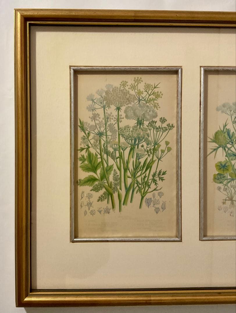 英国アンティークプリント　専門店で額装済み