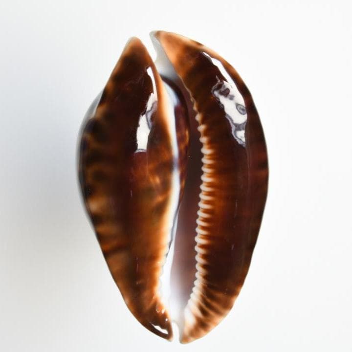 ナガクロガネダカラ【貝殻・タカラガイ】