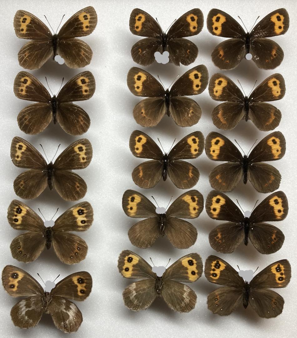 ベルサンタ　蝶標本