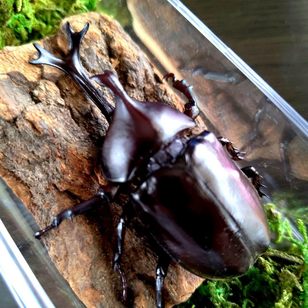 宝物特大黒野生ワイルドカブトムシ標本79mm頭角幅19mm胸角幅4.6mmぐらい