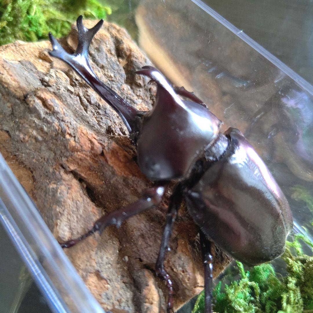 宝物特大黒野生ワイルドカブトムシ標本79mm頭角幅19mm胸角幅4.6mmぐらい