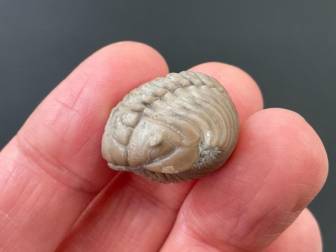 三葉虫 プリオメラ [TB12] 化石