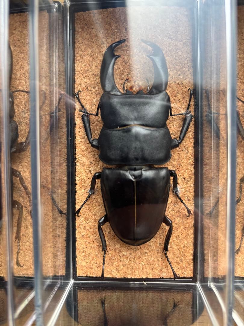 パラワン　スマトラ　テイオウ　ダイオウ　ヒラタ　クワガタ 乾燥標本 4匹セット