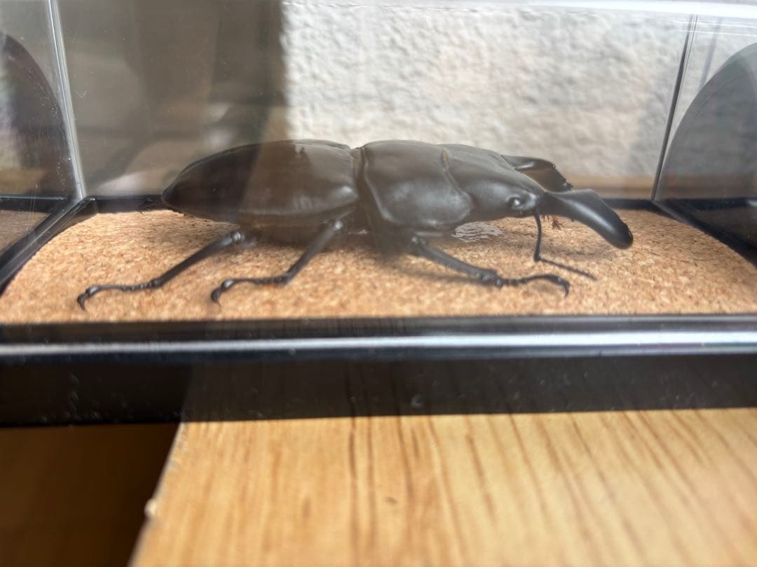 パラワン　スマトラ　テイオウ　ダイオウ　ヒラタ　クワガタ 乾燥標本 4匹セット