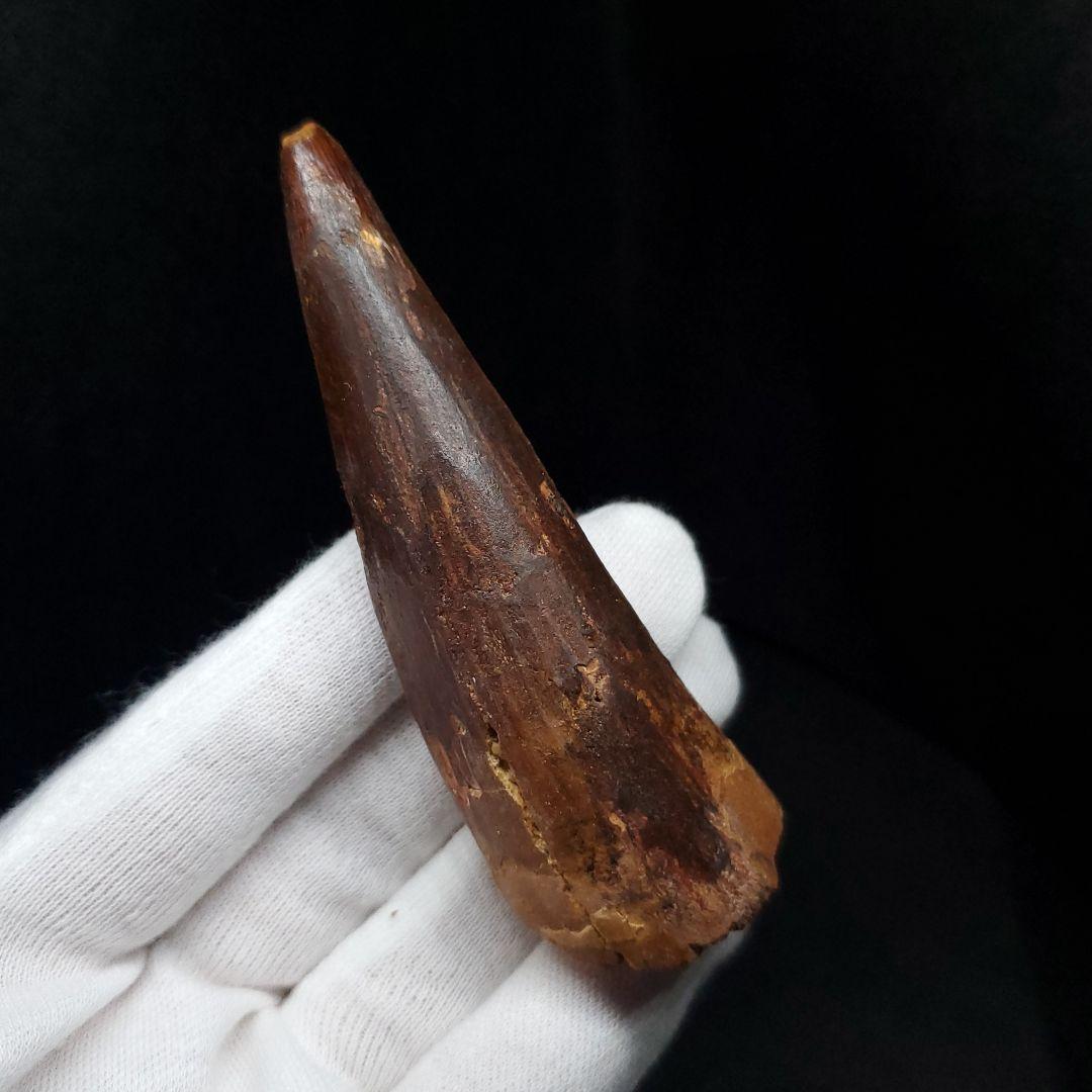 美品 スピノサウルス 本物 モロッコ産 82.41mm  sp430