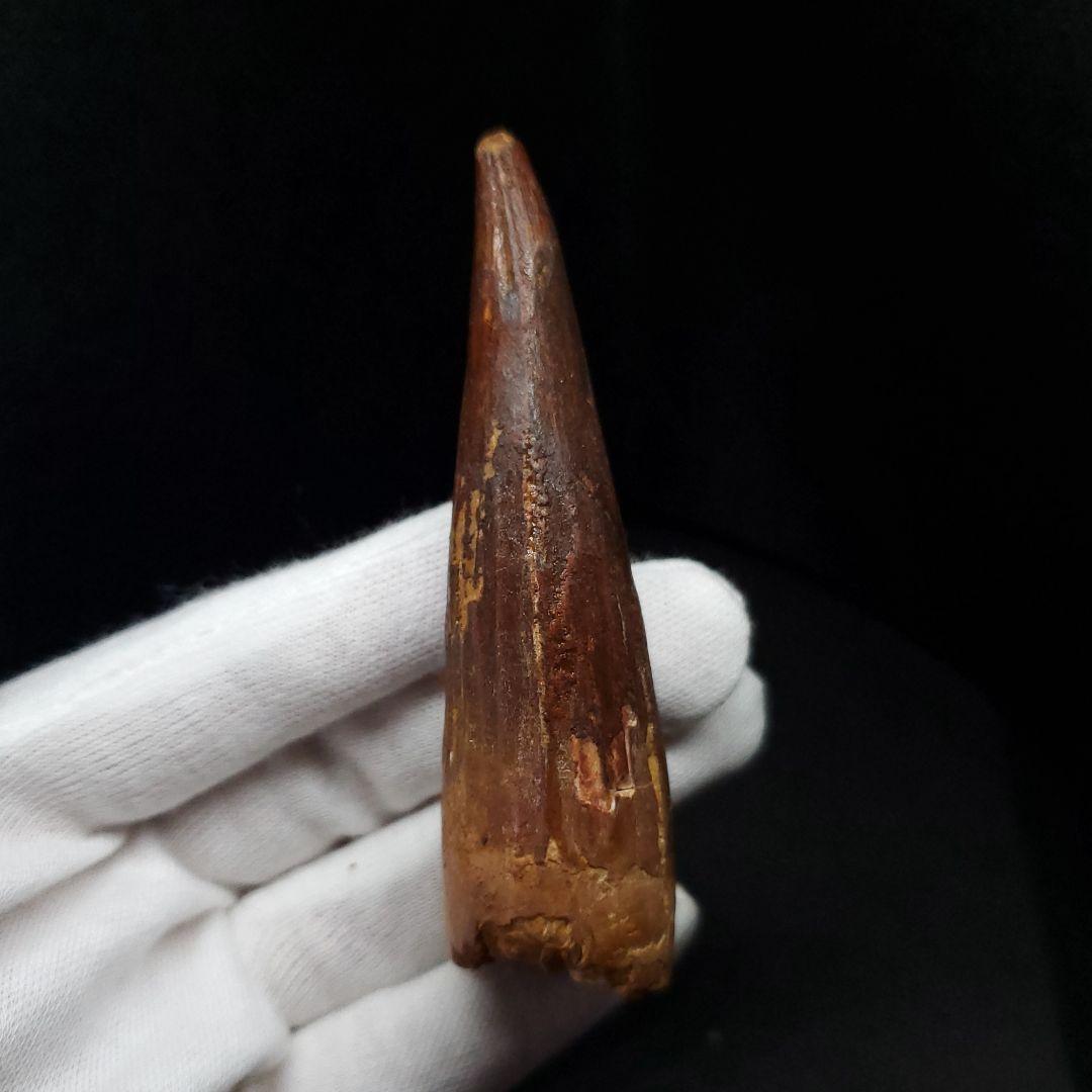 美品 スピノサウルス 本物 モロッコ産 82.41mm  sp430