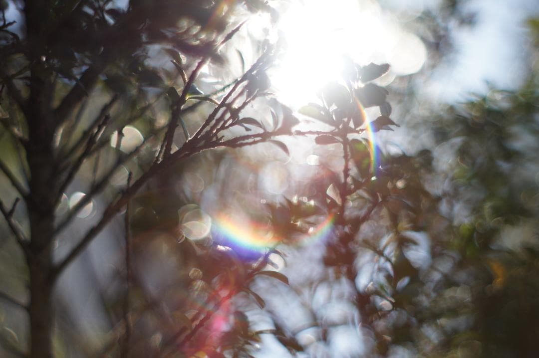 美品・作例有 PENTAX Super Takumar 55mm f1.8 後期