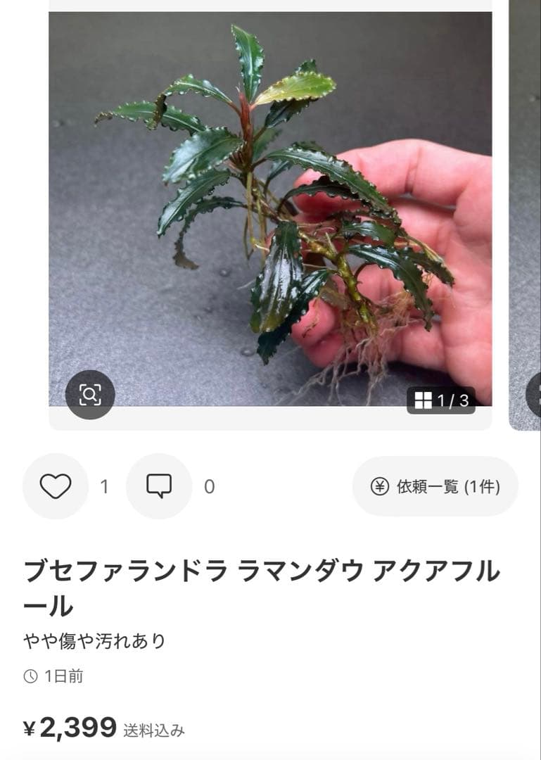 ブセファランドラ ビブリス B 他