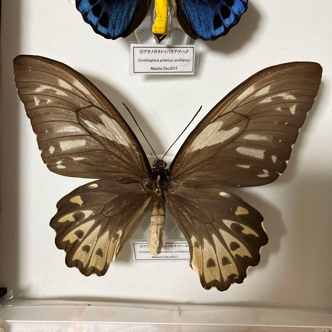 Ornithoptera priamus urvillianus 蝶の標本 ♂♀