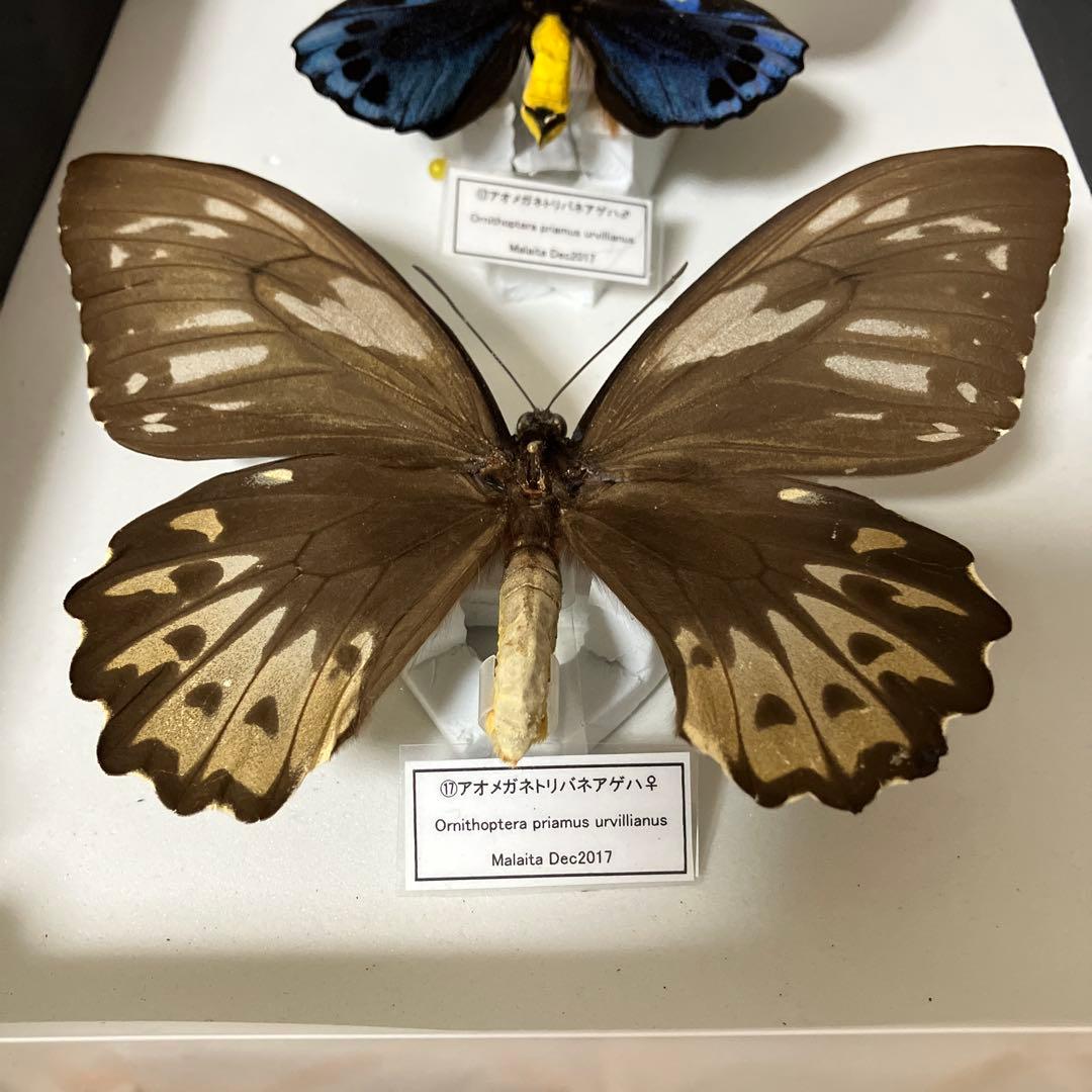 Ornithoptera priamus urvillianus 蝶の標本 ♂♀