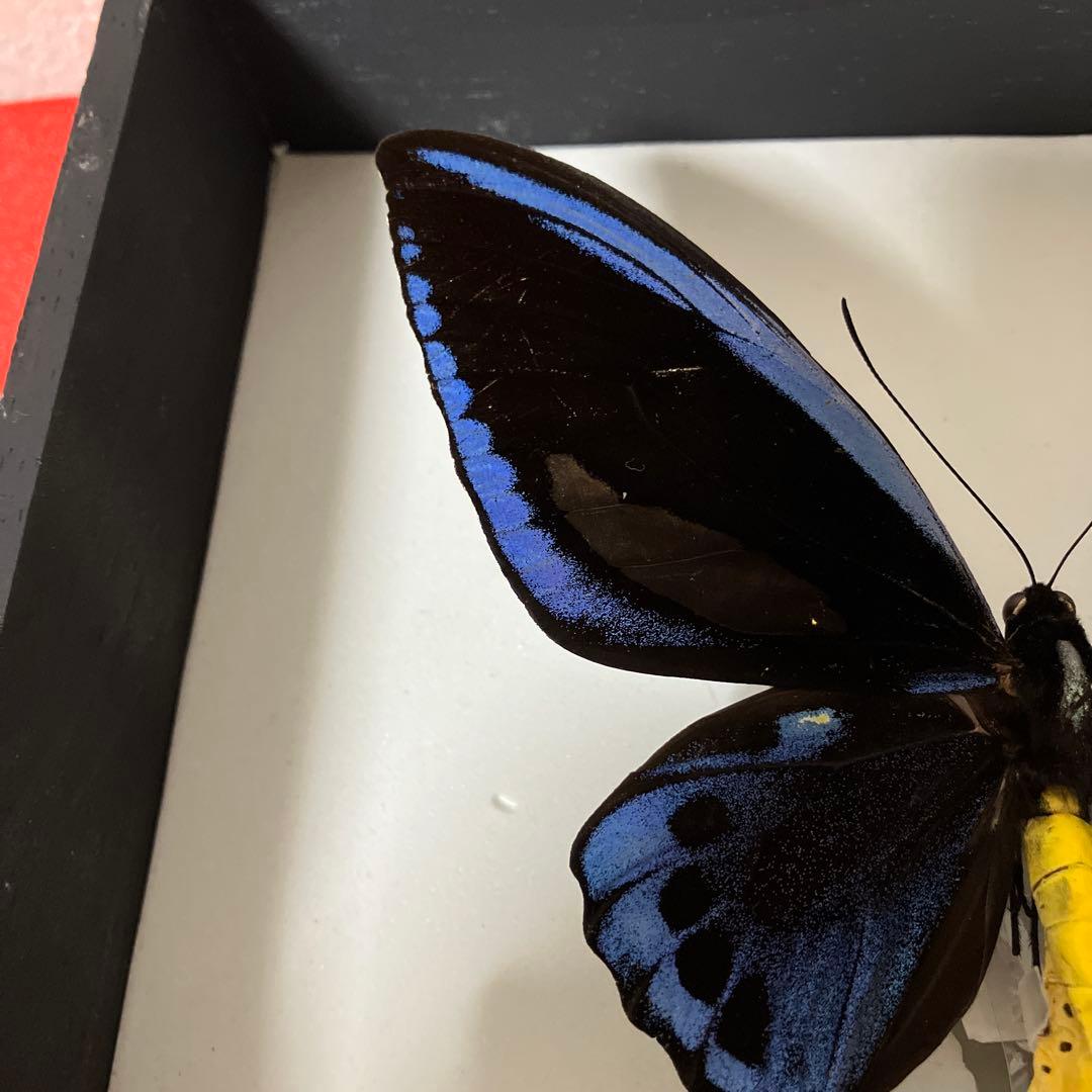 Ornithoptera priamus urvillianus 蝶の標本 ♂♀
