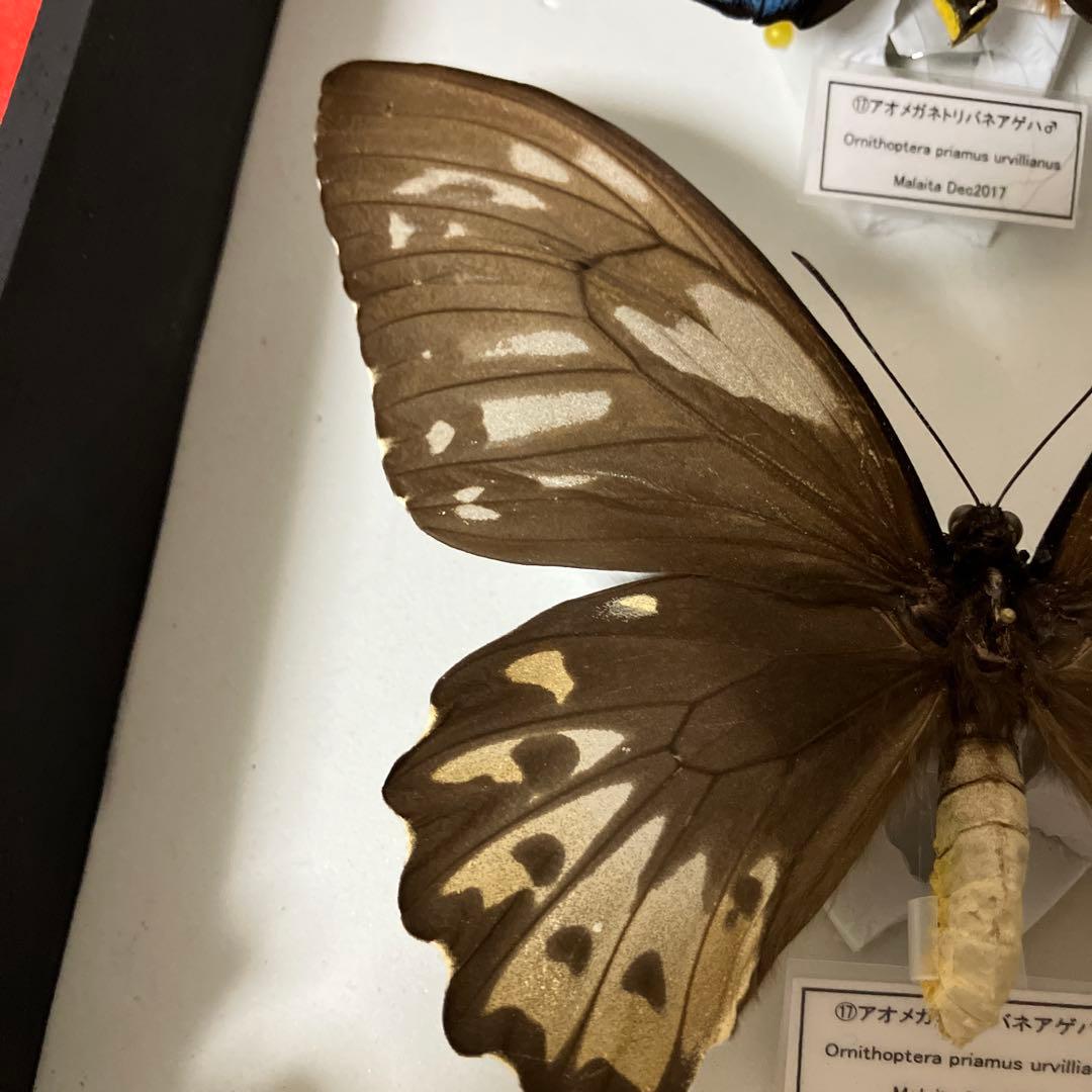 Ornithoptera priamus urvillianus 蝶の標本 ♂♀