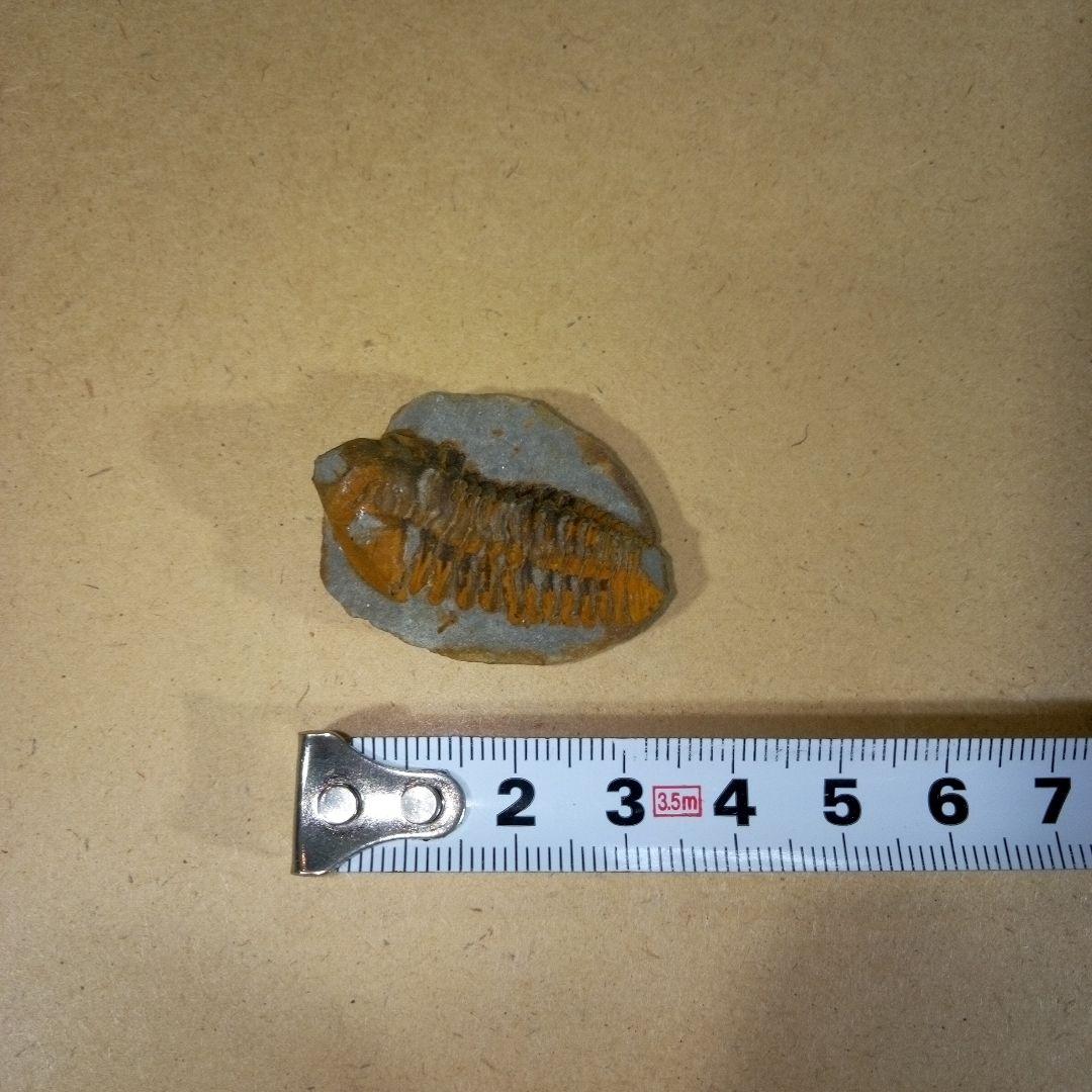三葉虫　化石　三葉虫化石　究極のレトロ　fossil　ボリビア産　化石管理番号⑩