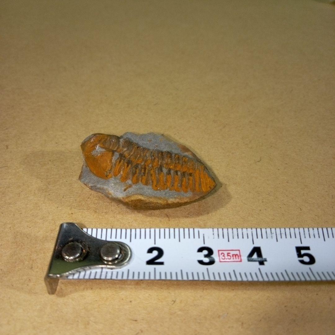 三葉虫　化石　三葉虫化石　究極のレトロ　fossil　ボリビア産　化石管理番号⑩