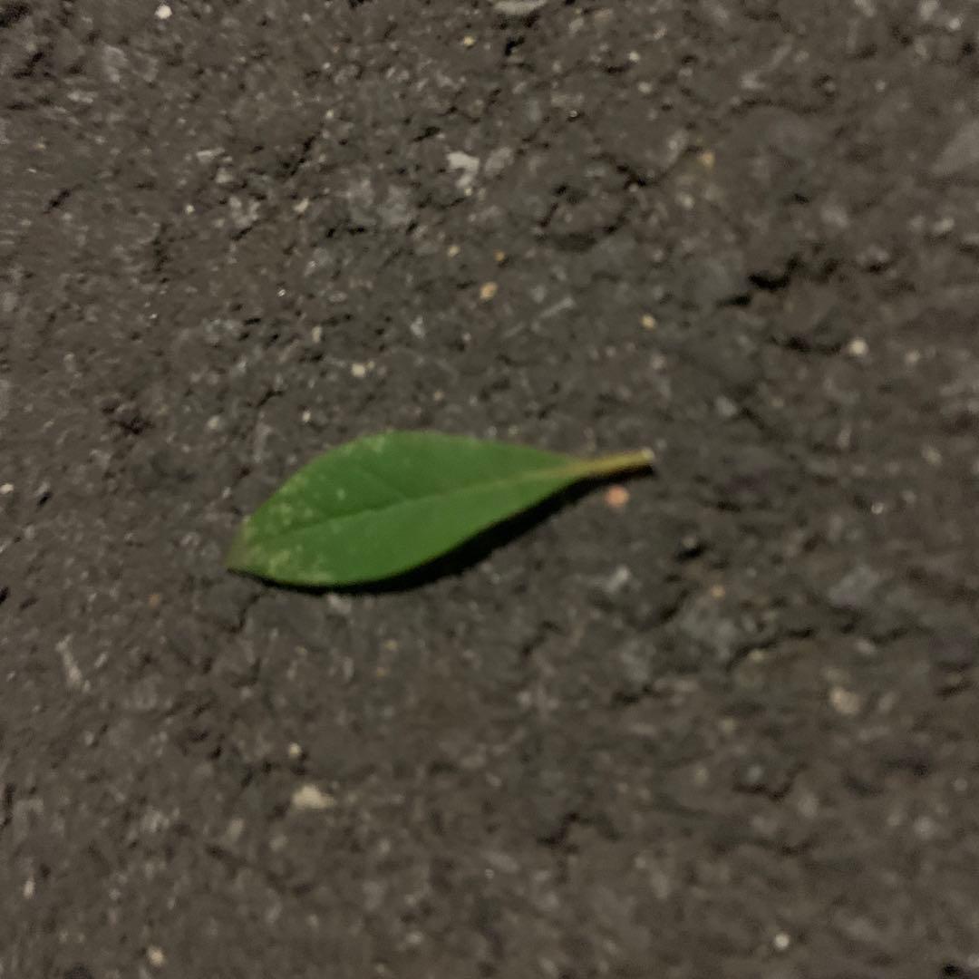 持つと幸運になる木の葉マンキーホルダー