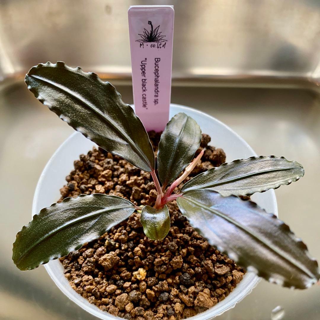 Bucephalandra sp.\"Upper black castle\"水の国