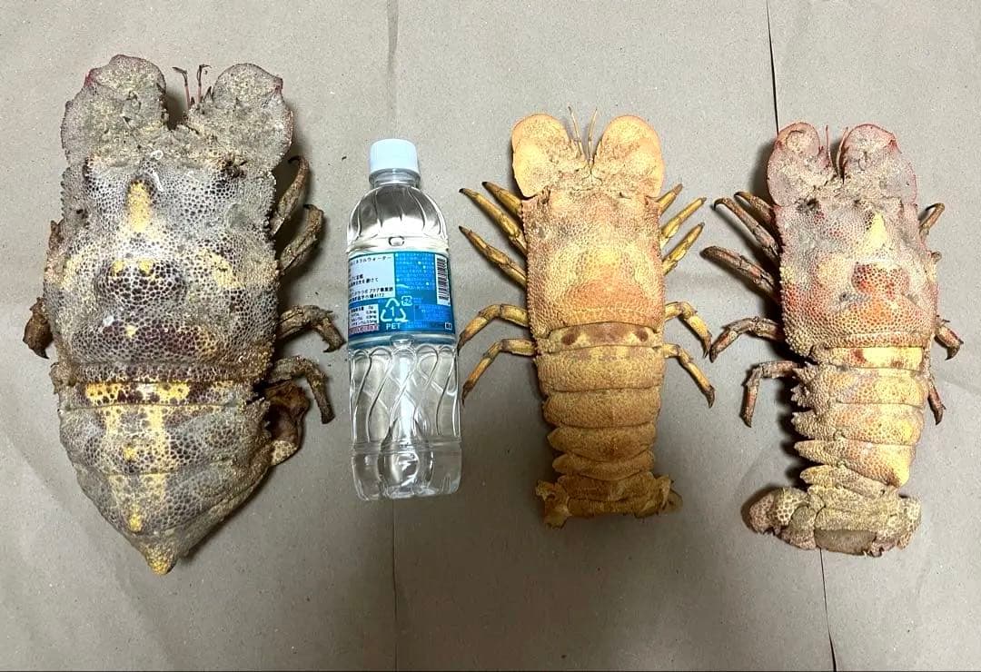 希少コブセミエビ2体とセミエビ剥製