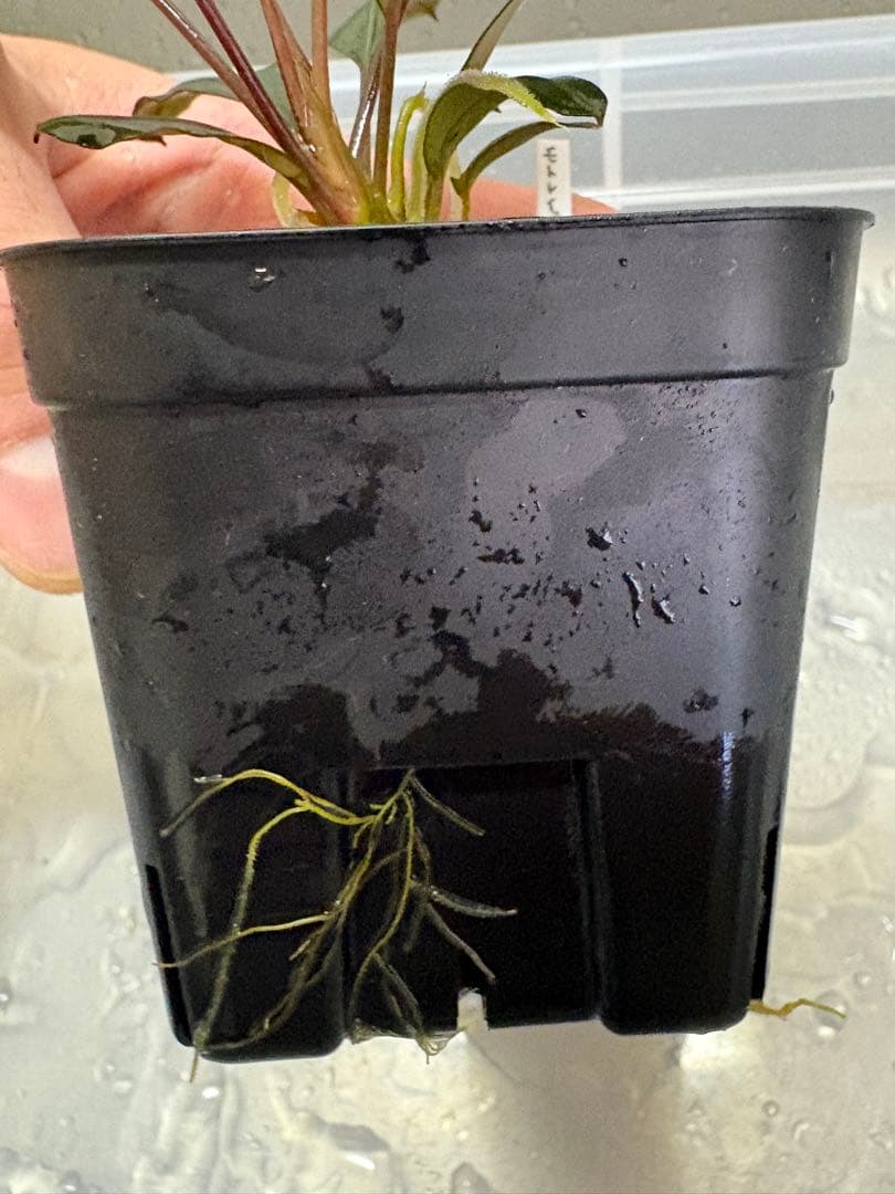 motleyana Padawan（黒葉）