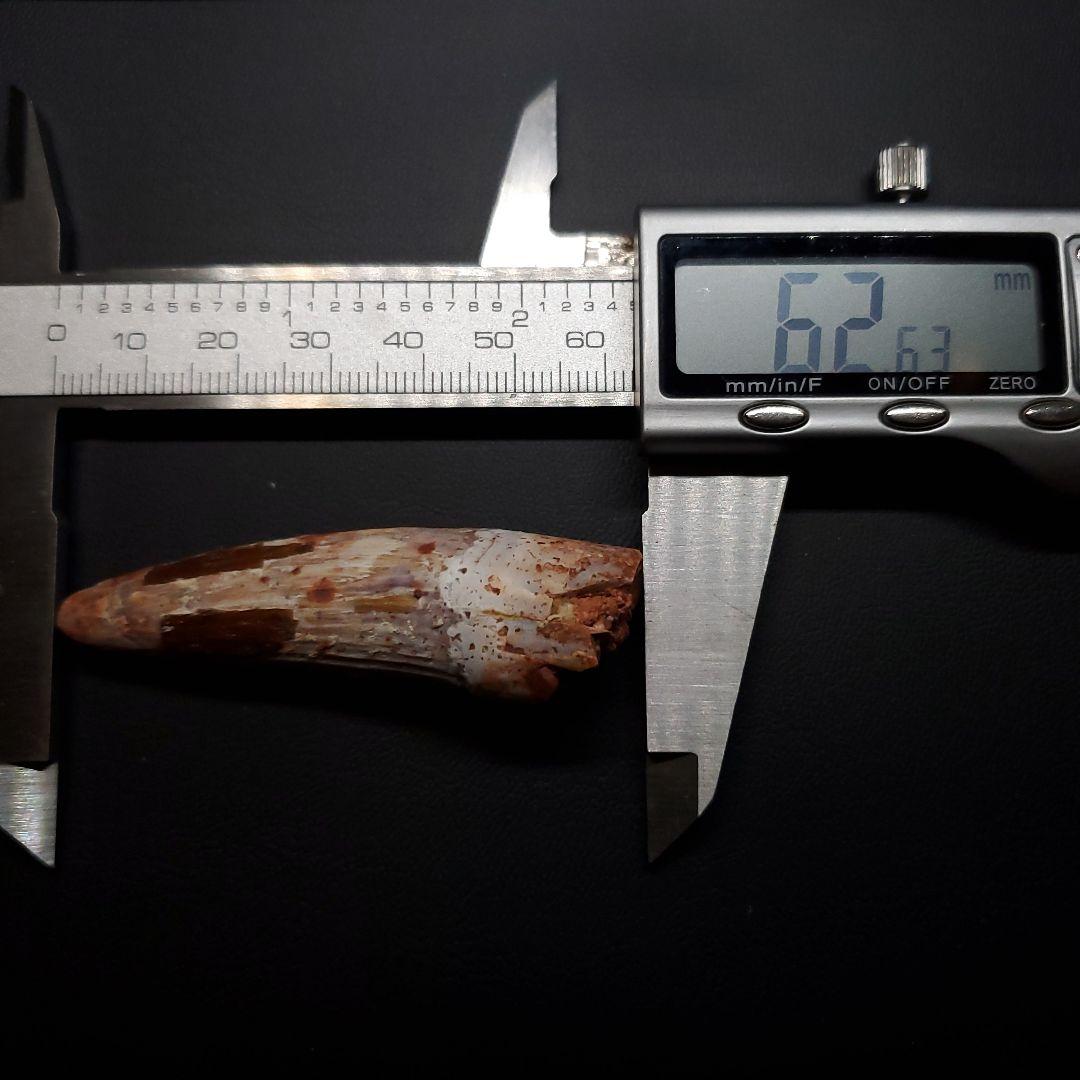 スピノサウルス 本物 モロッコ産 62.63mm sp471