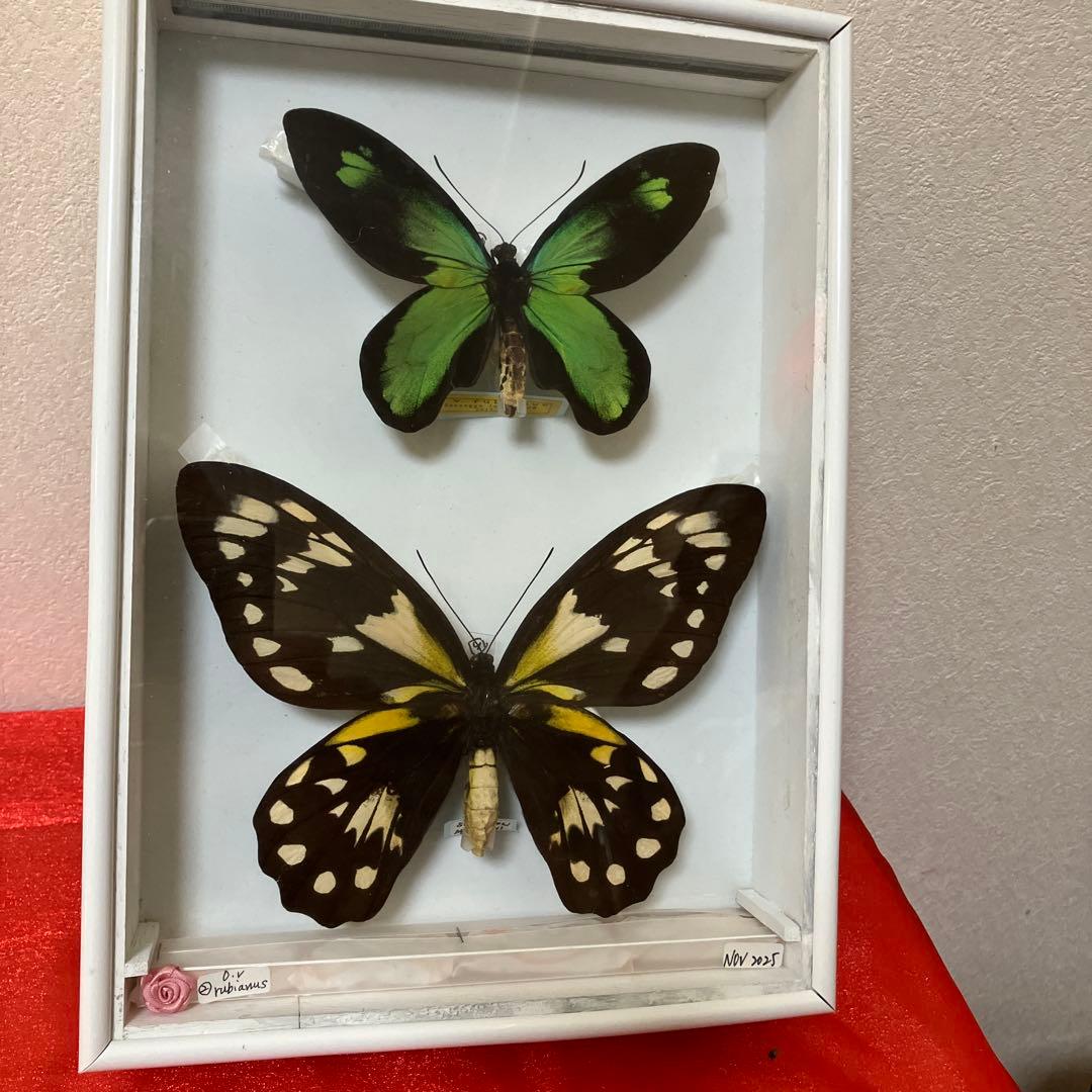 ビクトリアトリバネアゲハ（大型）