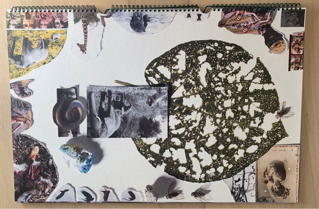 Peter Beard カレンダーPirelli 2009