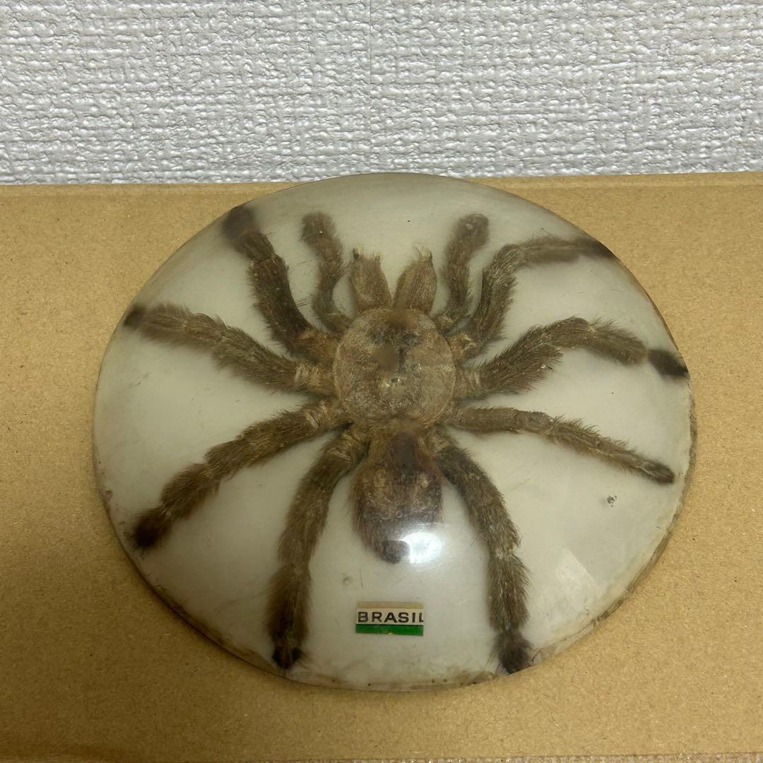 【掘出し物】タランチュラ 標本