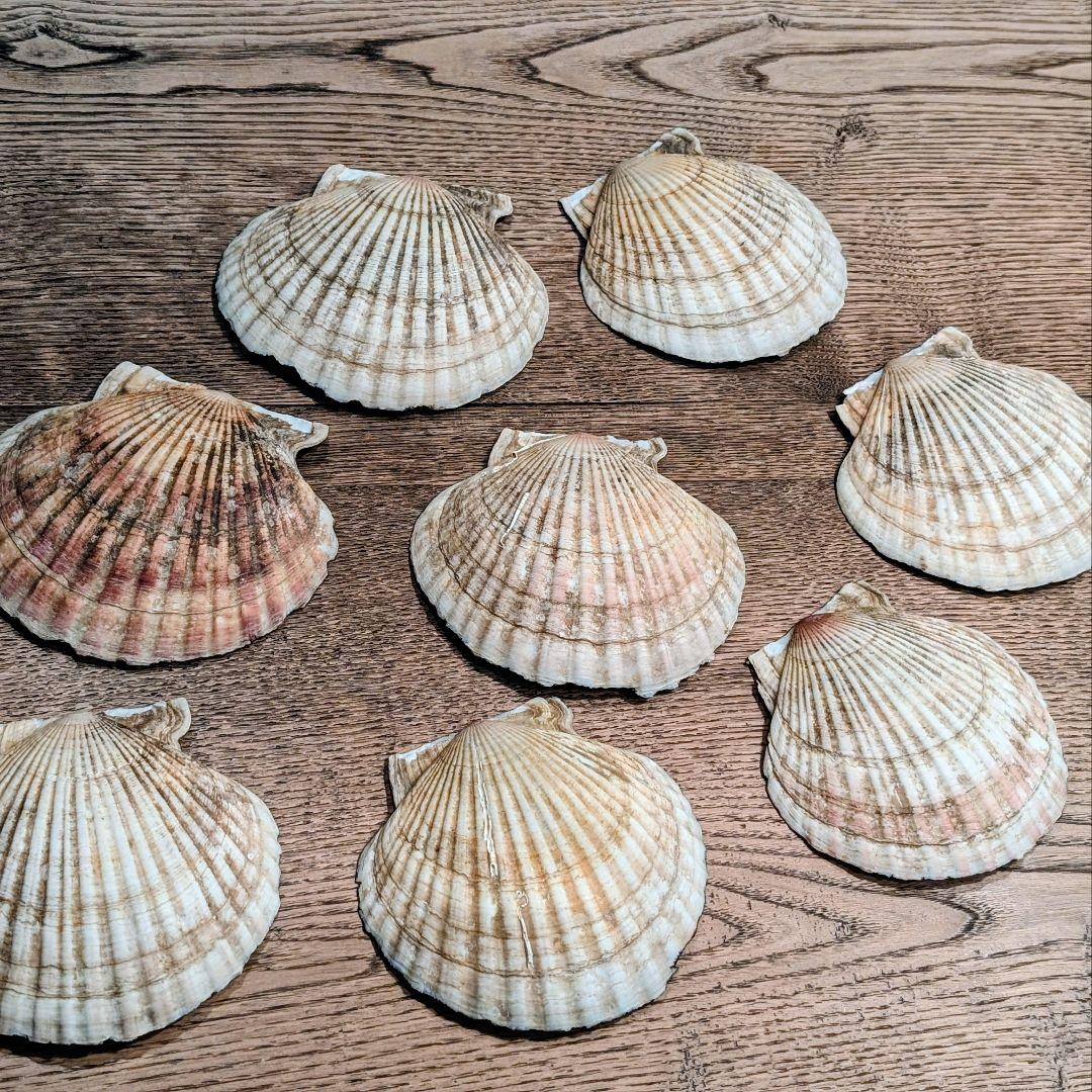 土井宏友作 ほたて貝漆皿 ８枚