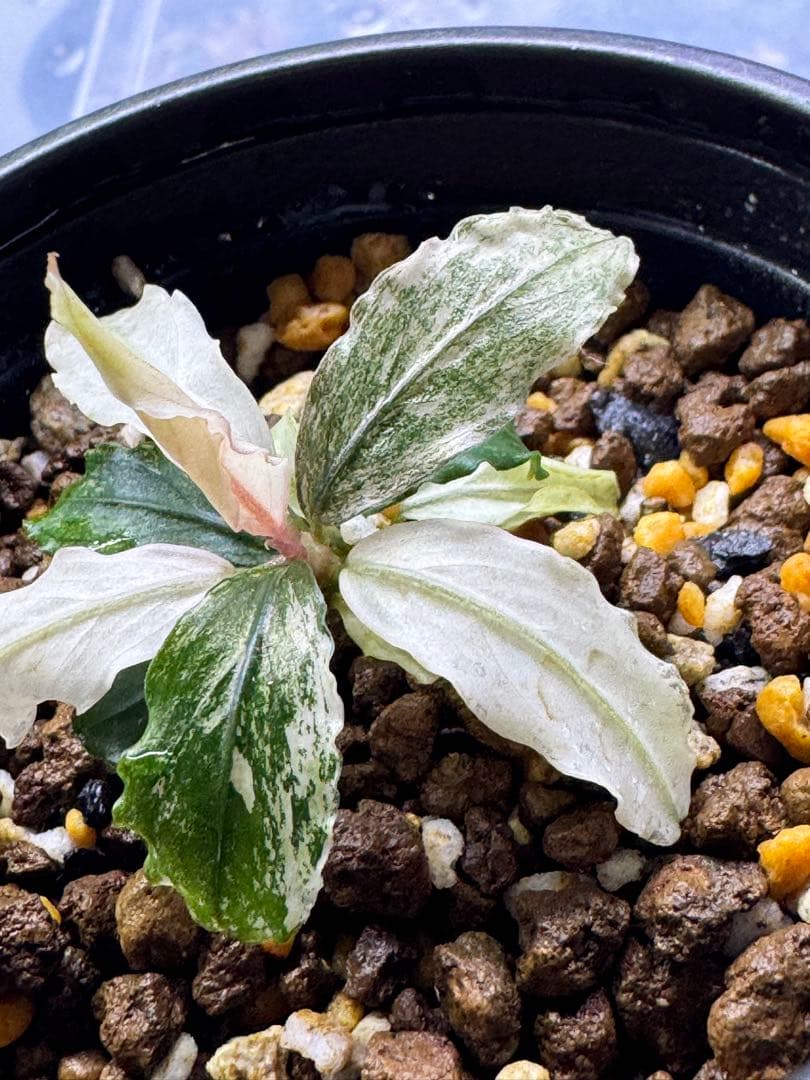 Bucephalandra ピンクバリエガータ