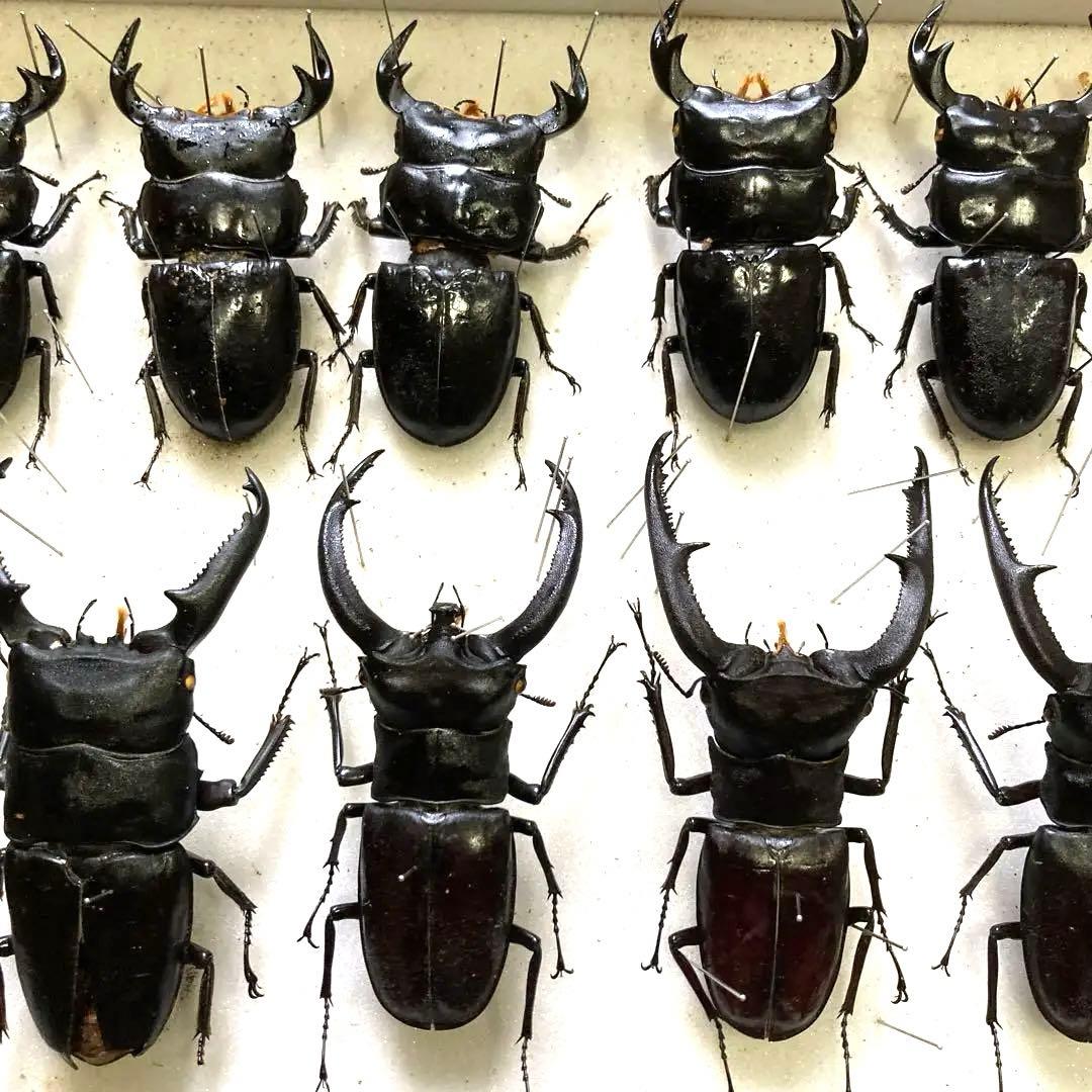 750mmオーバー1000mm世界のクワガタオオクワガタヒラタクワガタなど21頭