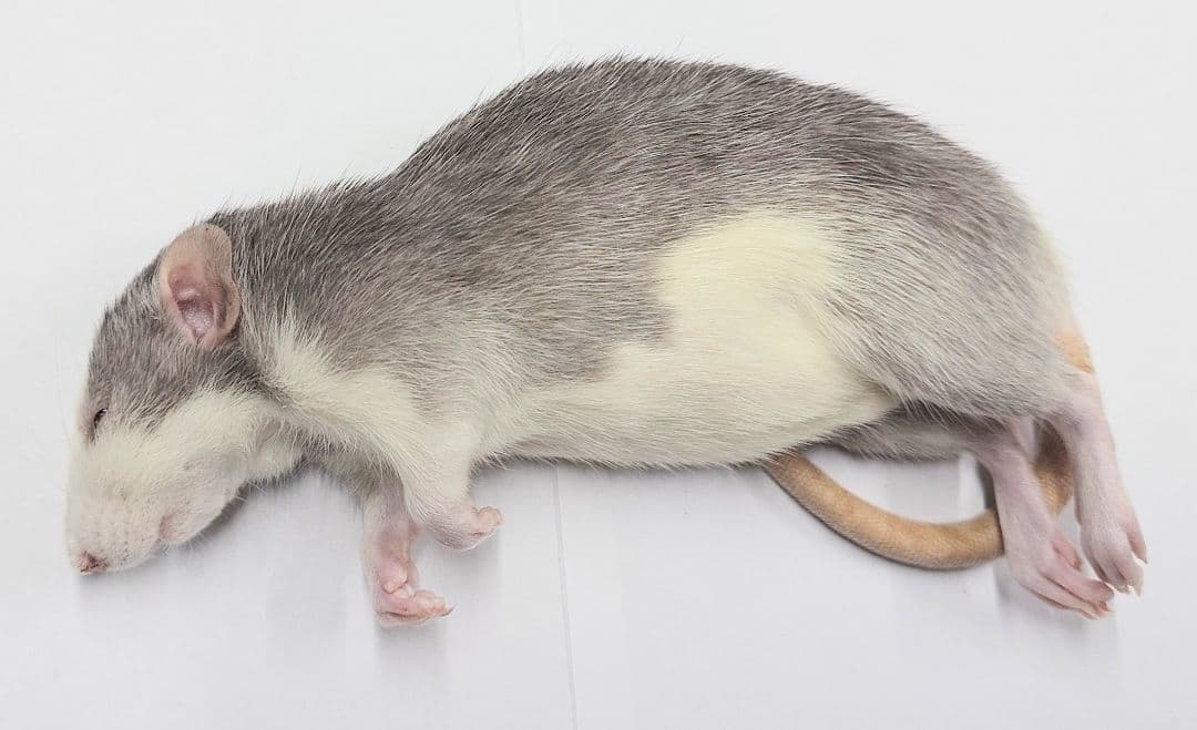 限定セール 冷凍ラット 30匹セット 100~130g