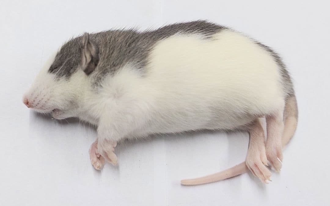 限定セール 冷凍ラット 30匹セット 100~130g