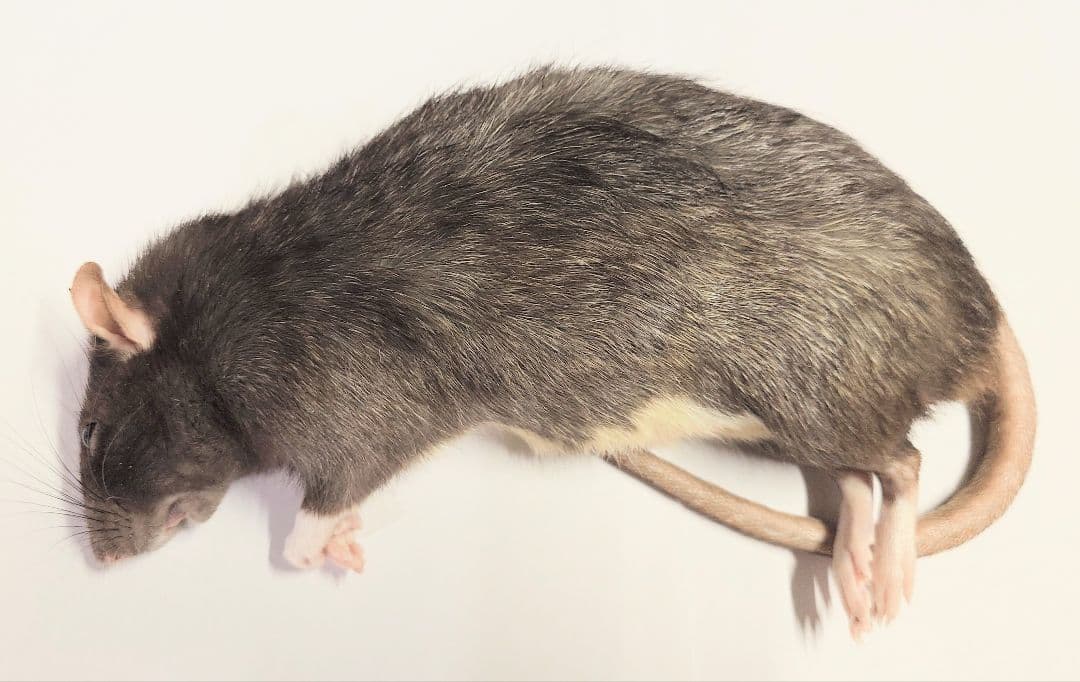 限定セール 冷凍ラット 30匹セット 100~130g