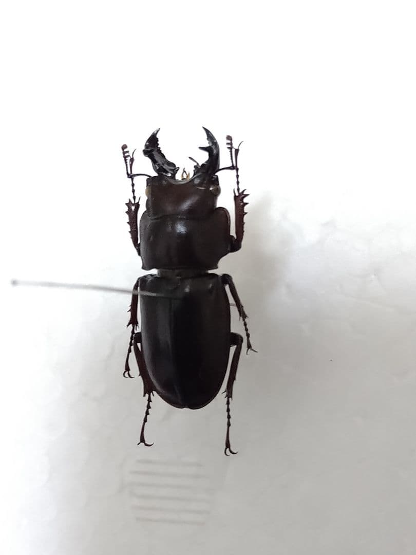 ヤクシマオニクワガタ標本