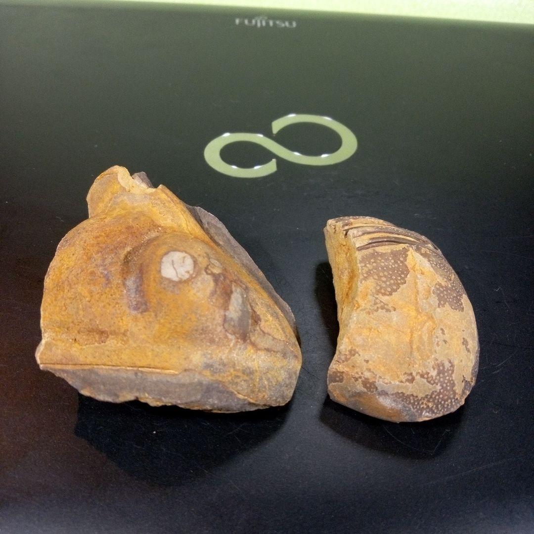 三葉虫　化石　fossil　ボリビア産　レア　Fossil識別⑦　２個セット