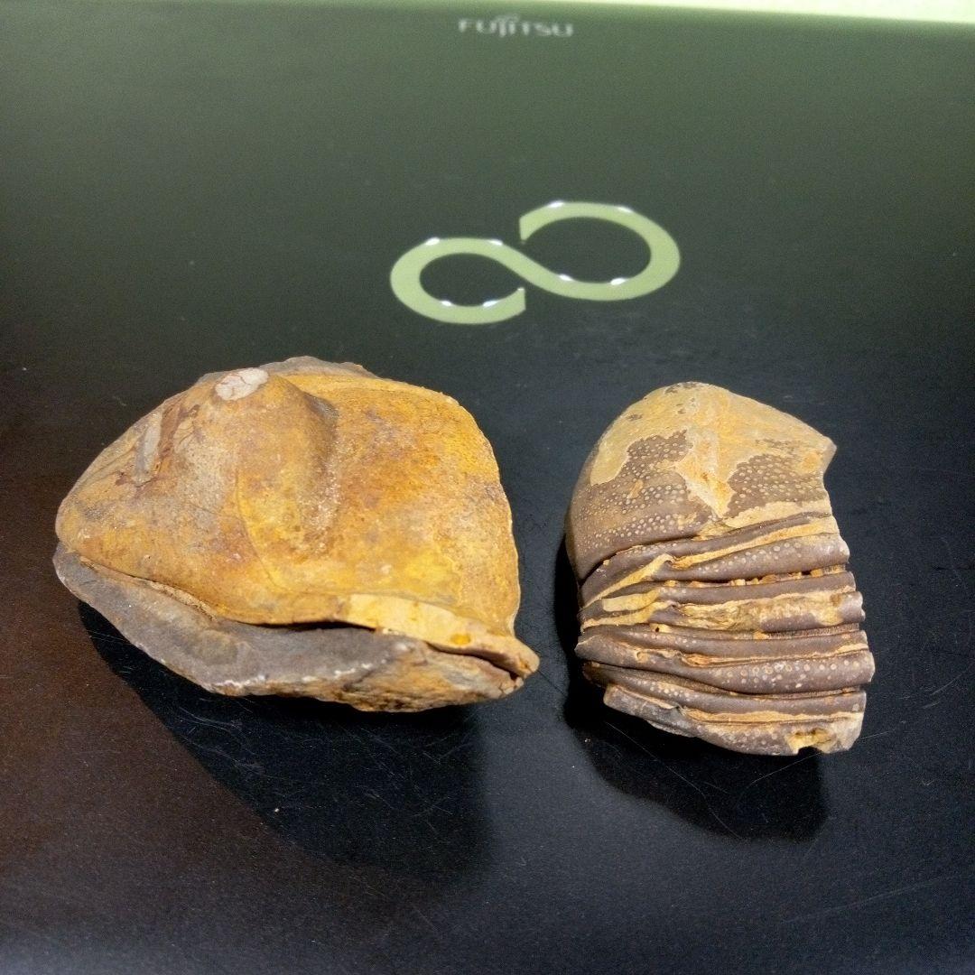 三葉虫　化石　fossil　ボリビア産　レア　Fossil識別⑦　２個セット