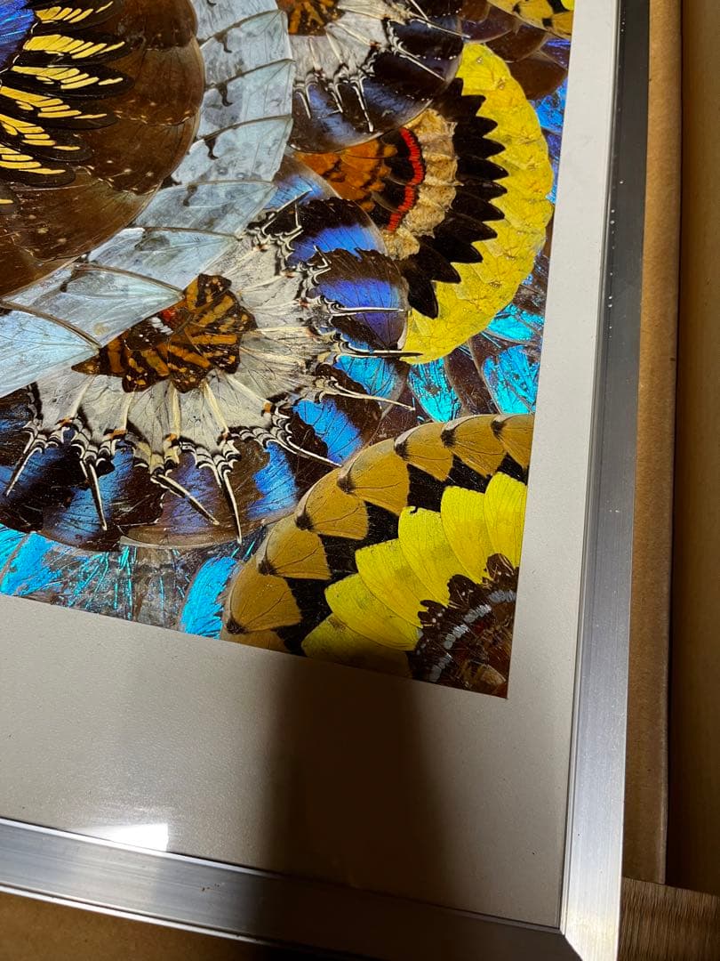 本日のみ　モルフォ蝶　蝶画 羽細工 羽絵 蝶羽アート　インテリア　芸術