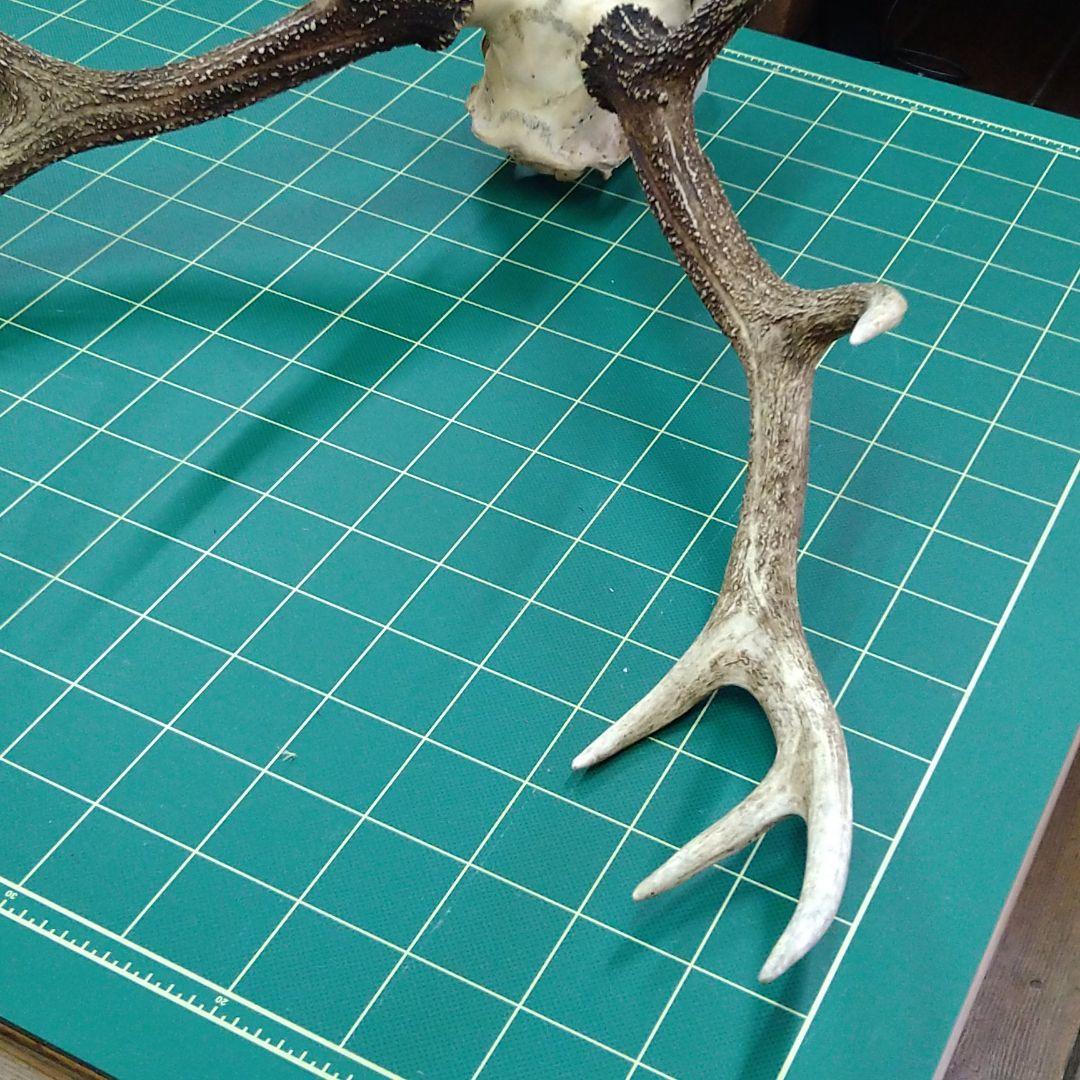 激レア　４又５尖　ニホンジカ頭骨　下顎付き