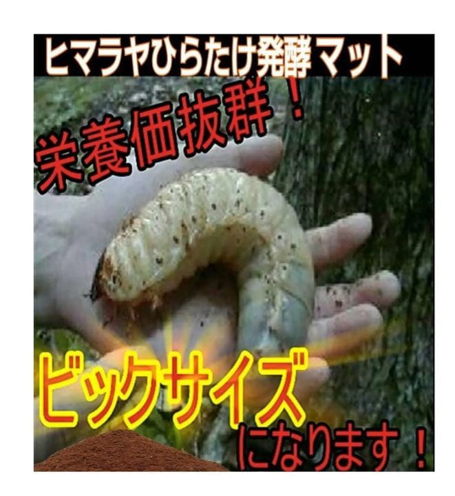 カブトムシ幼虫が大きく育ちます！ヒマラヤひらたけ発酵マット【6袋】栄養添加剤入り