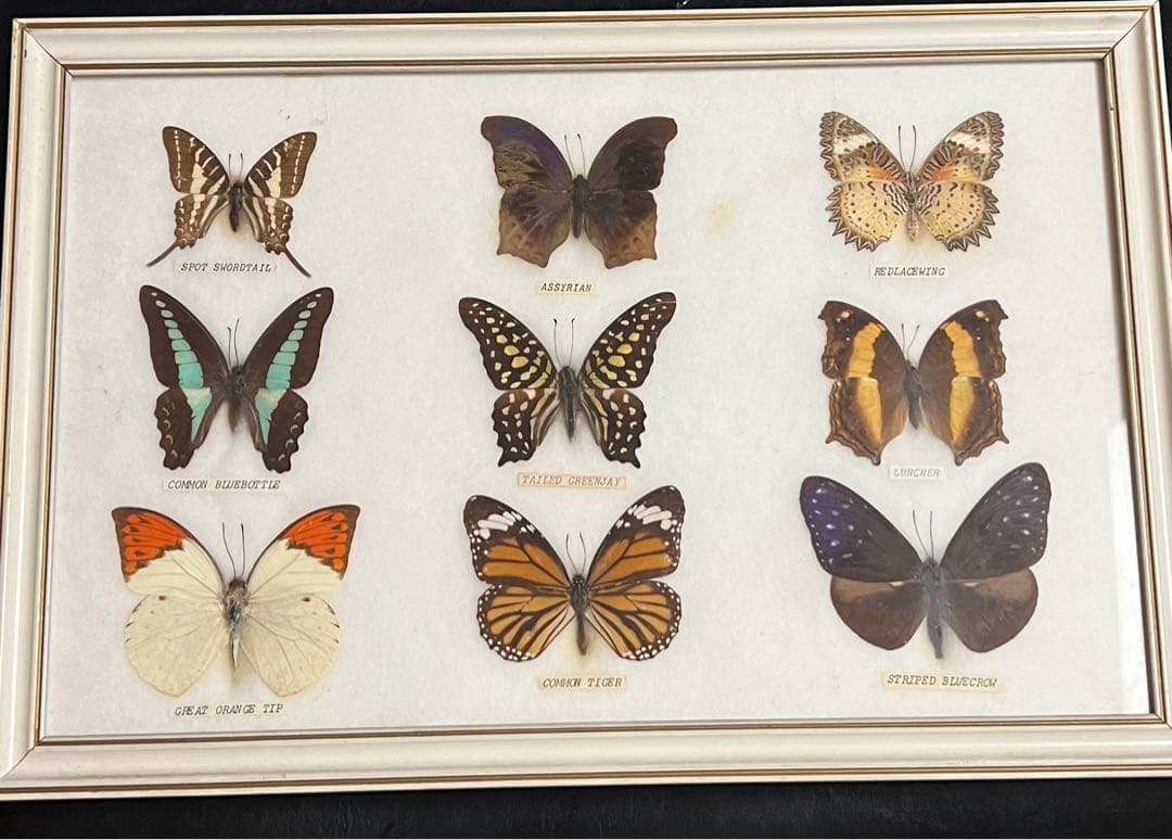 超希少蝶の標本 9種類 シルバーフレーム