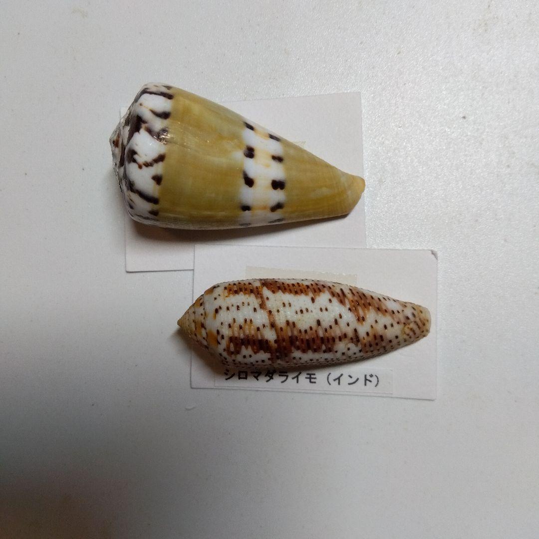 貝の標本