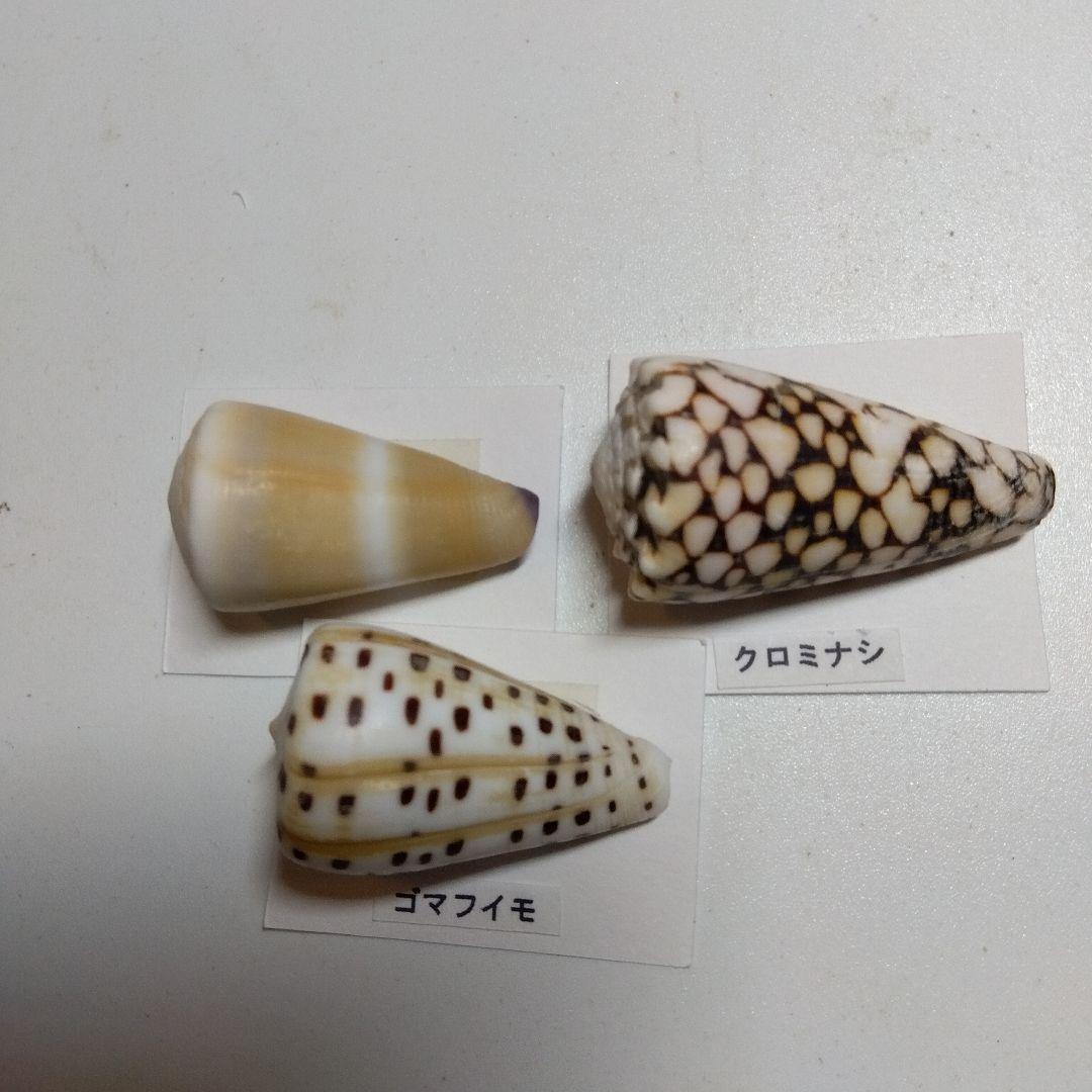 貝の標本