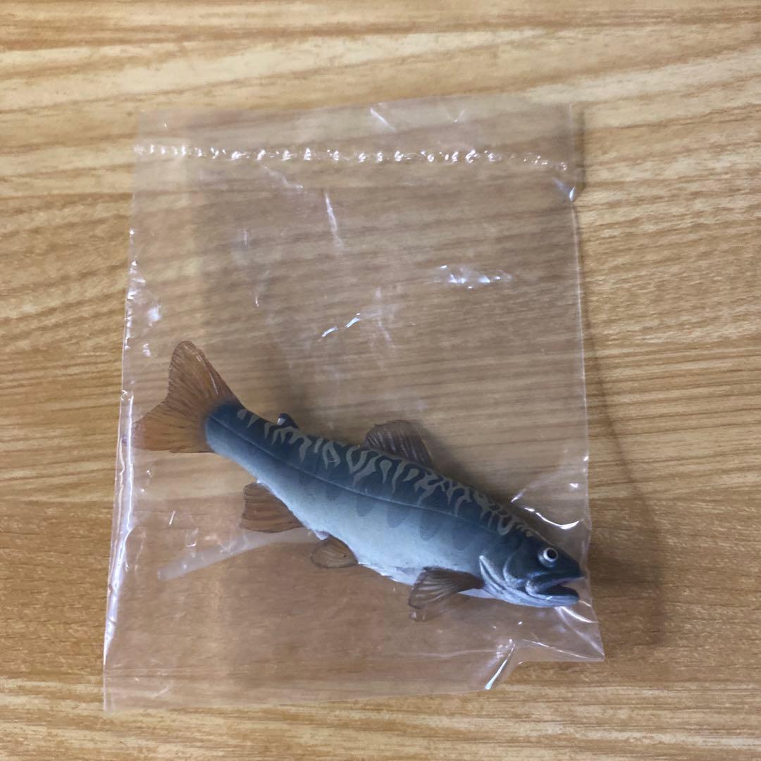 【未使用】YUJIN 原色　淡水魚図鑑Ⅰ 改訂版　ヤマメ　× アメマス